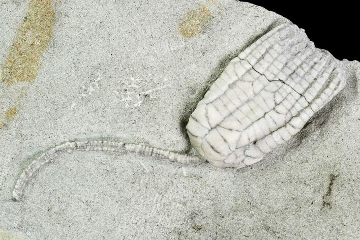 Fossil Crinoid (Sarocrinus) - Crawfordsville, Indiana #110593